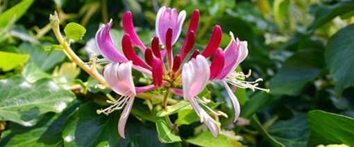 honeysuckle